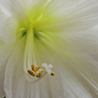 Amaryllis