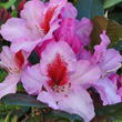 Rhododendron