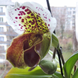 Orchidee